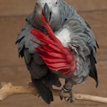 papagei